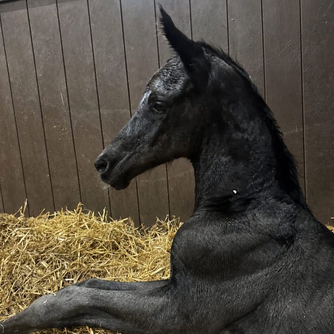 Poulains de dressage Texel talentueux à vendre