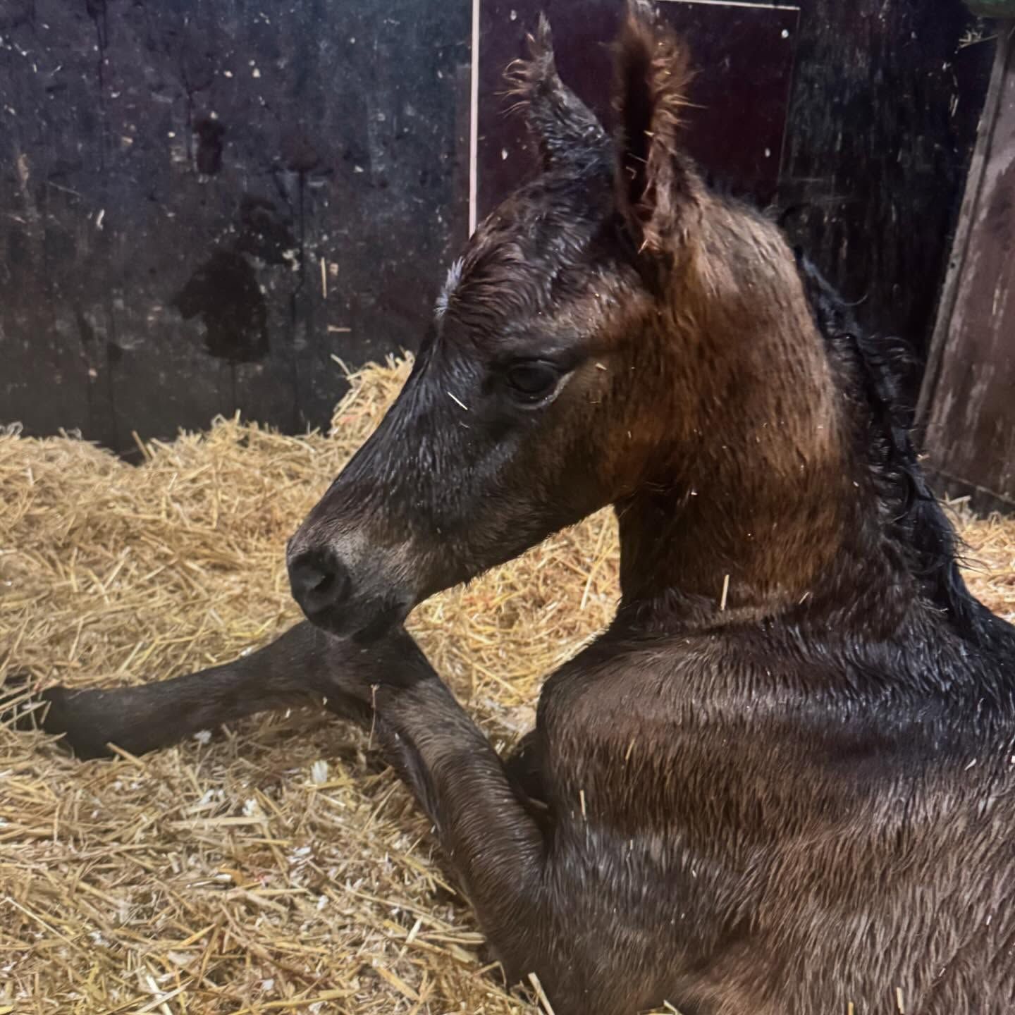 kwpn dressuurpaard hengst 0 ani de vânzare - Foto 2