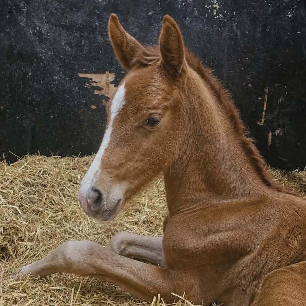 kwpn dressuurpaard hengst 0 ani de vânzare - Foto 3