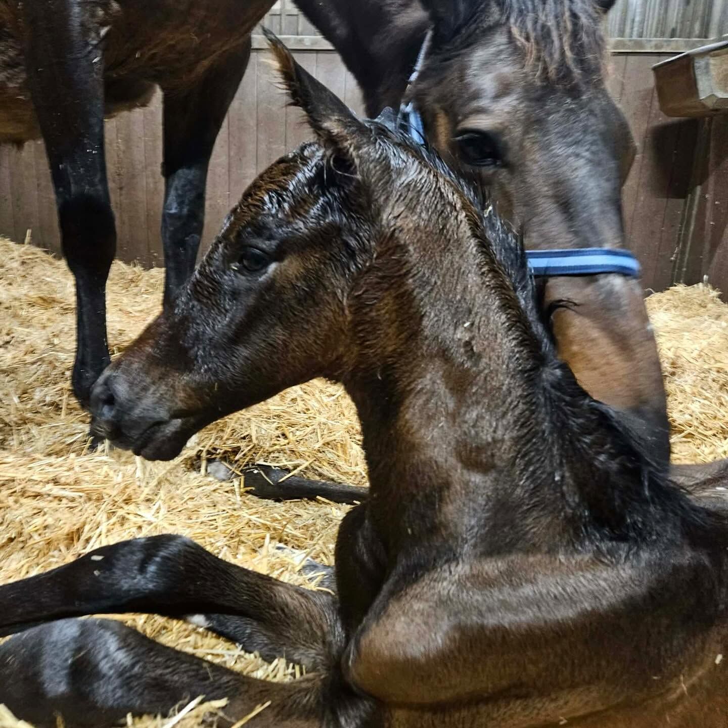 kwpn dressuurpaard hengst 0 ani de vânzare - Foto 4