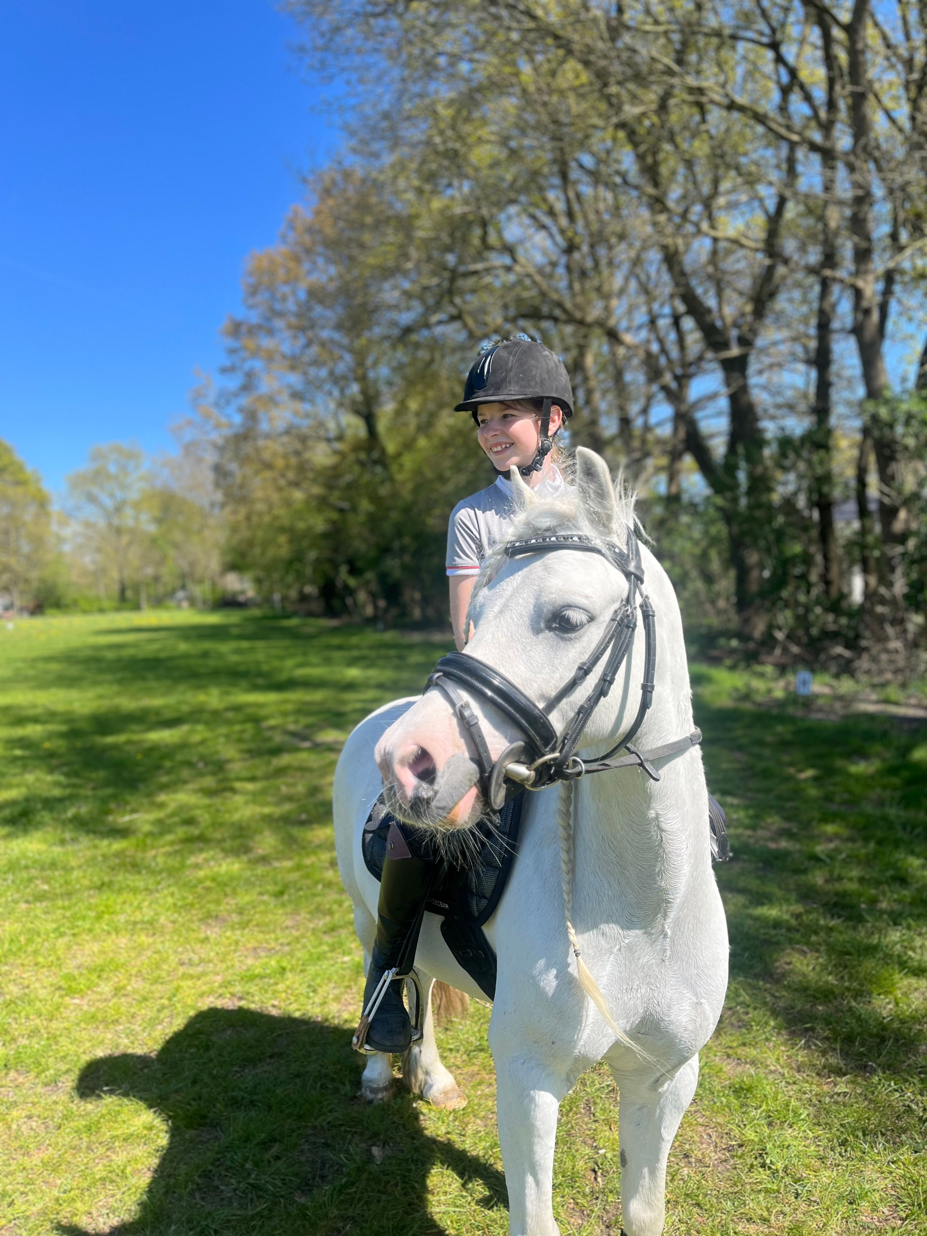 welsh allround-pony ruin 11 歳 schimmel 売り出し中 - 写真 4