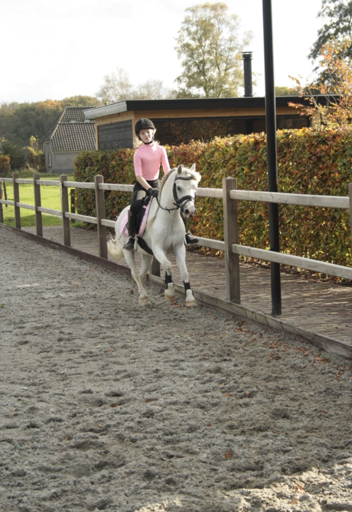 welsh allround-pony ruin 11 歳 schimmel 売り出し中 - 写真 2