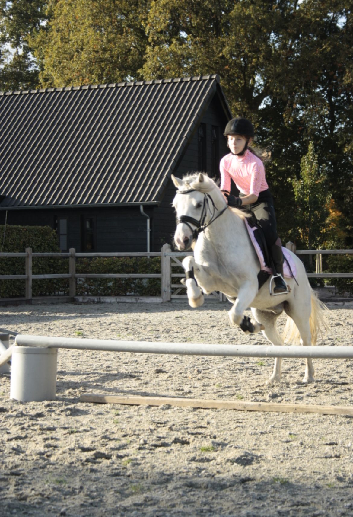 welsh allround-pony ruin 11 歳 schimmel 売り出し中 - 写真 5
