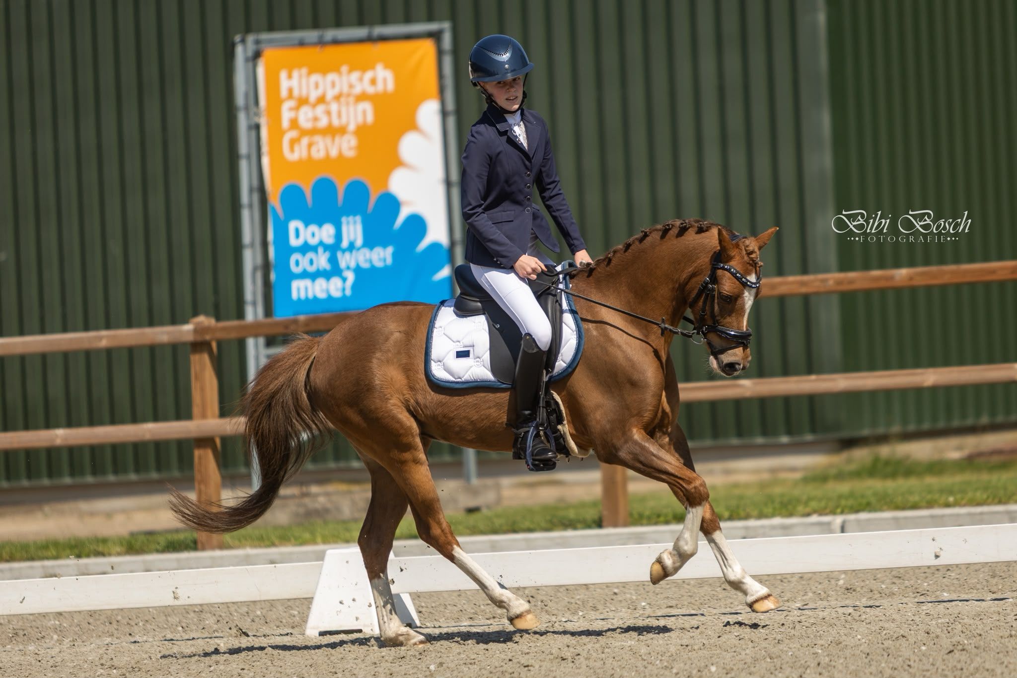 welsh dressuurpony ruin 8 år vos till salu - Foto 5