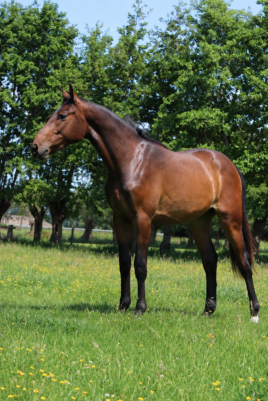 Super sweet allround-bred 2-year-old gelding
