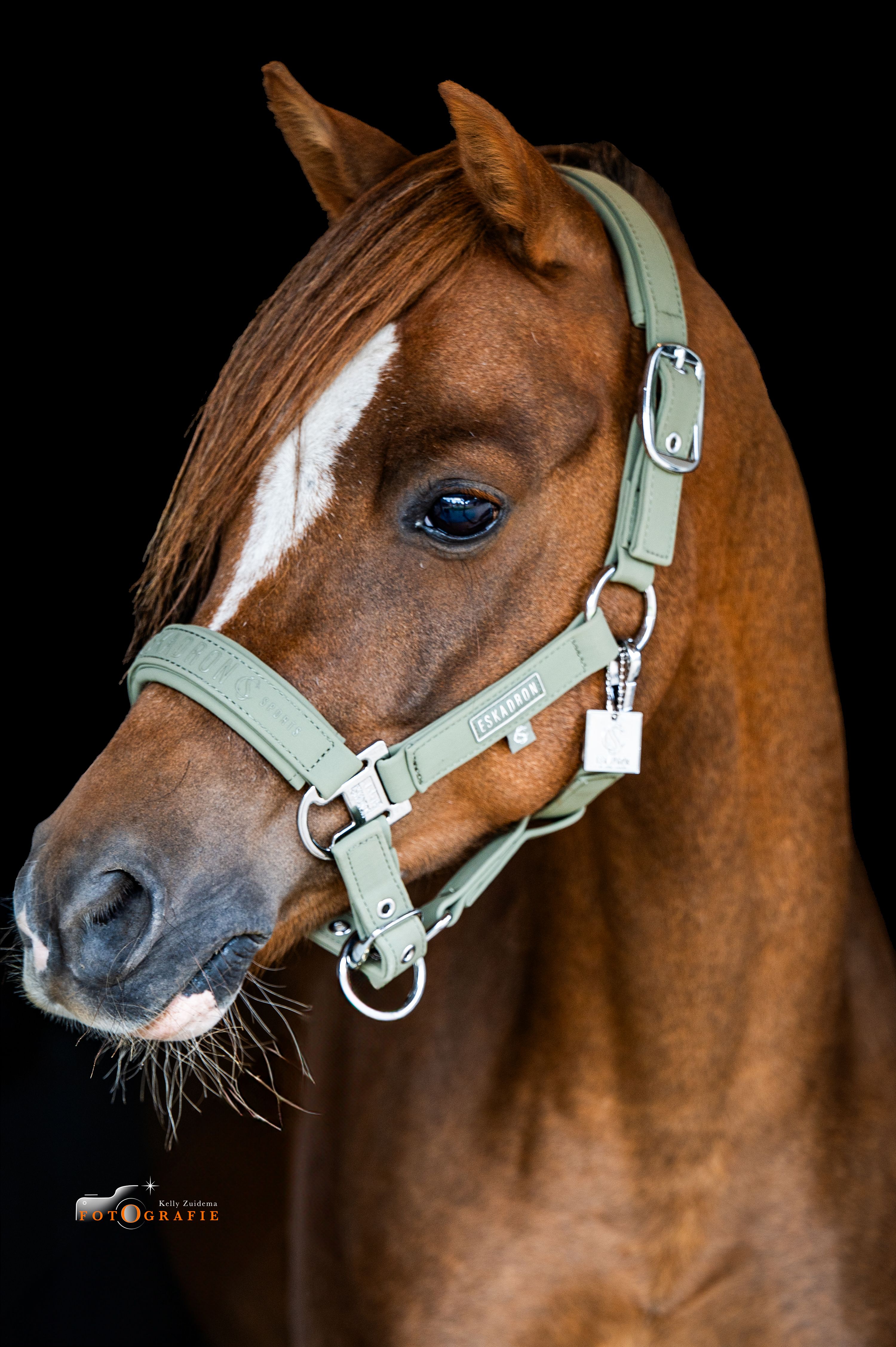 welsh dressuurpony ruin 8 år vos till salu - Foto 4