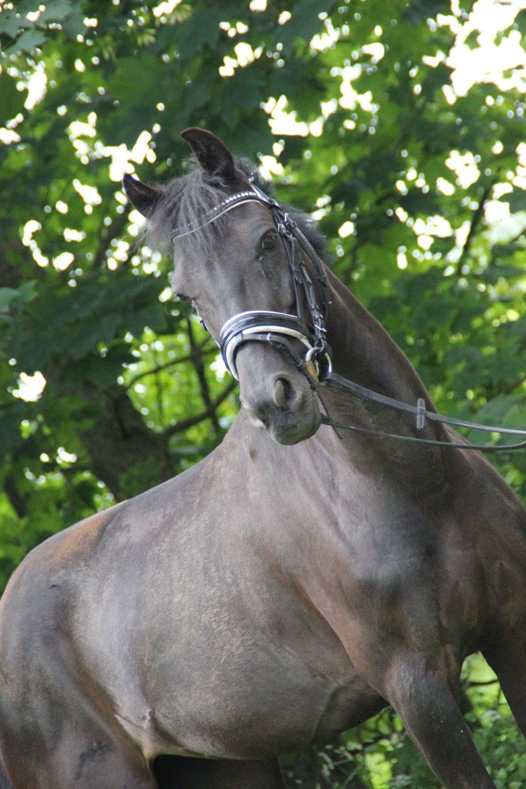 Appealing D pony
