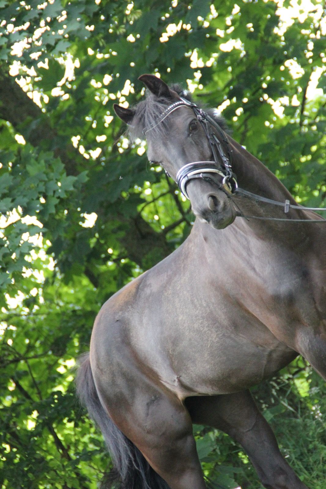 new-forest allround-pony merrie 8 år zwart till salu - Foto 2