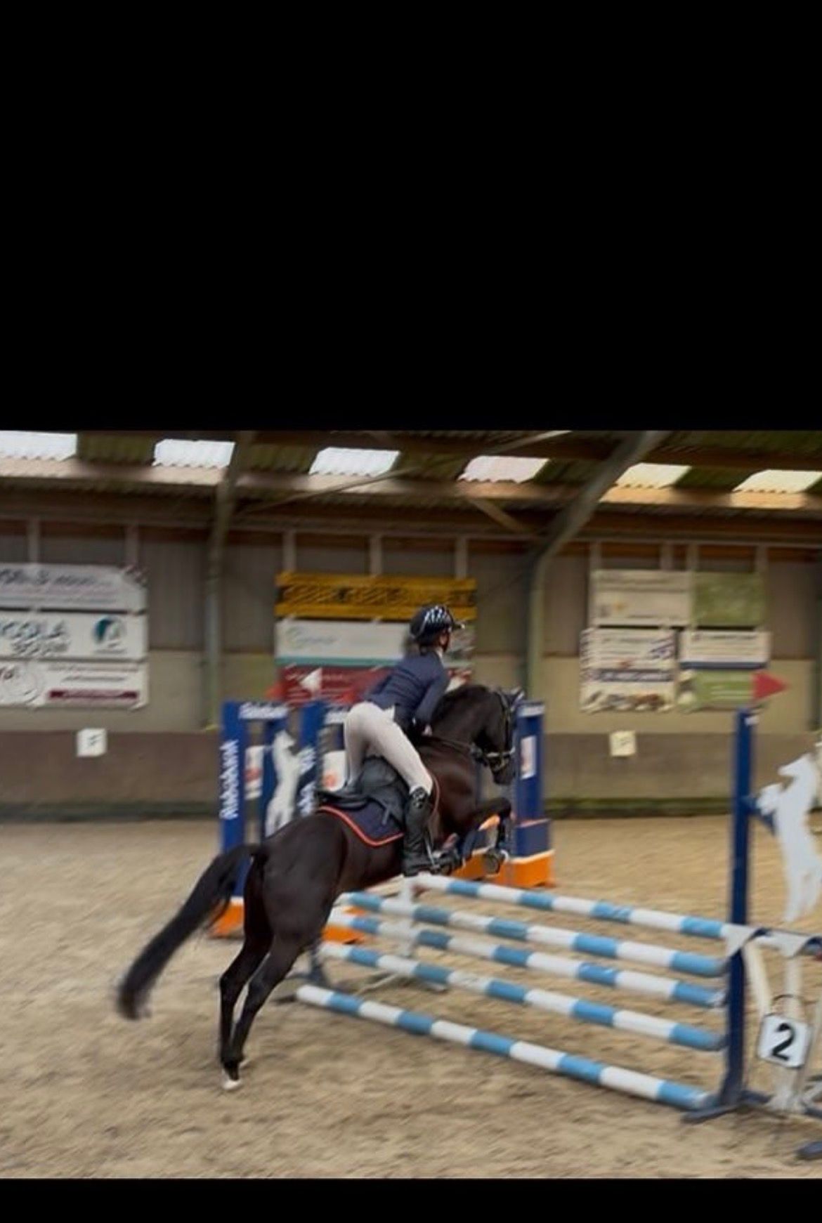 new-forest allround-pony merrie 8 år zwart till salu - Foto 5
