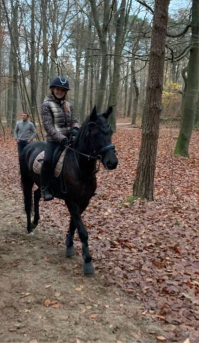 new-forest allround-pony merrie 8 years old zwart for sale - Photo 6