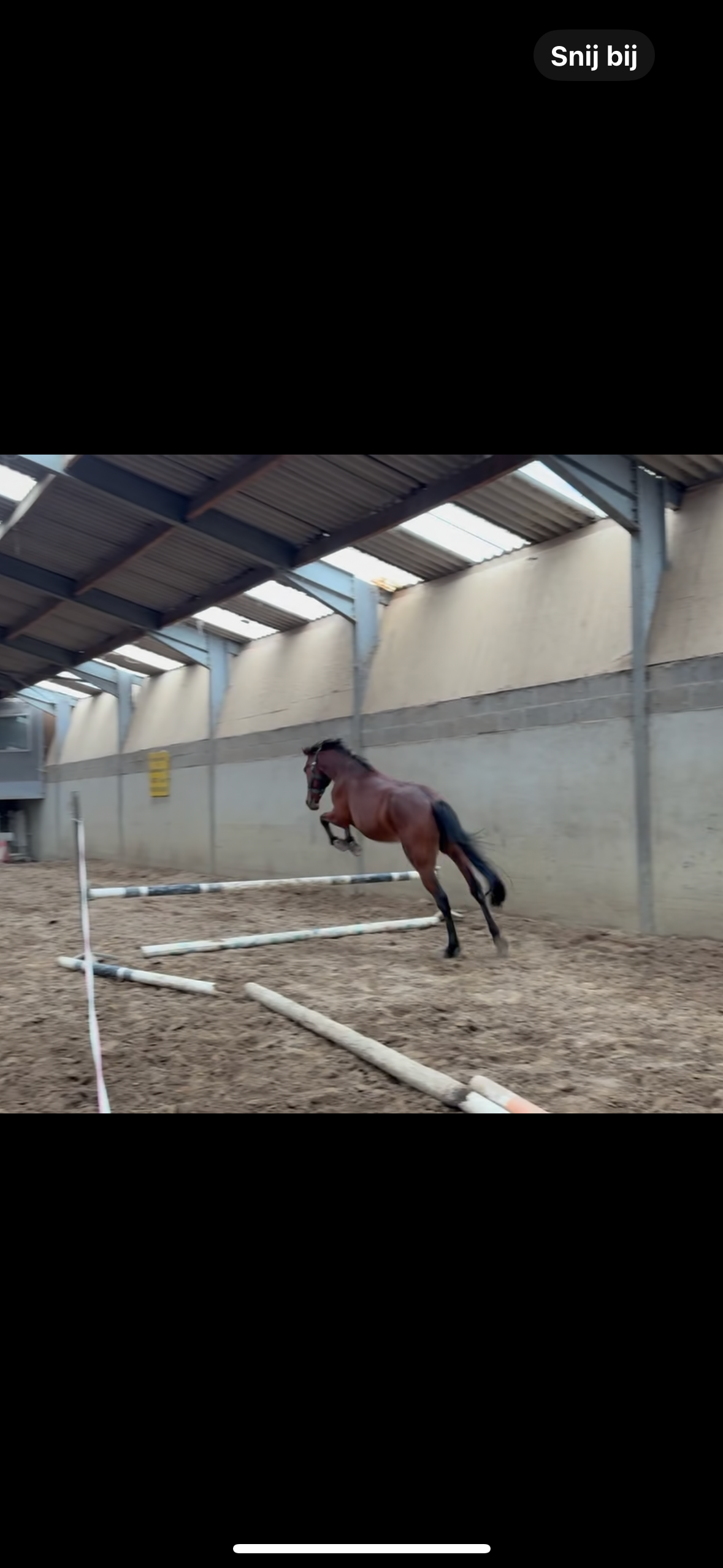 allround-pony ruin 4 jaar bruin te koop - Hoofdfoto