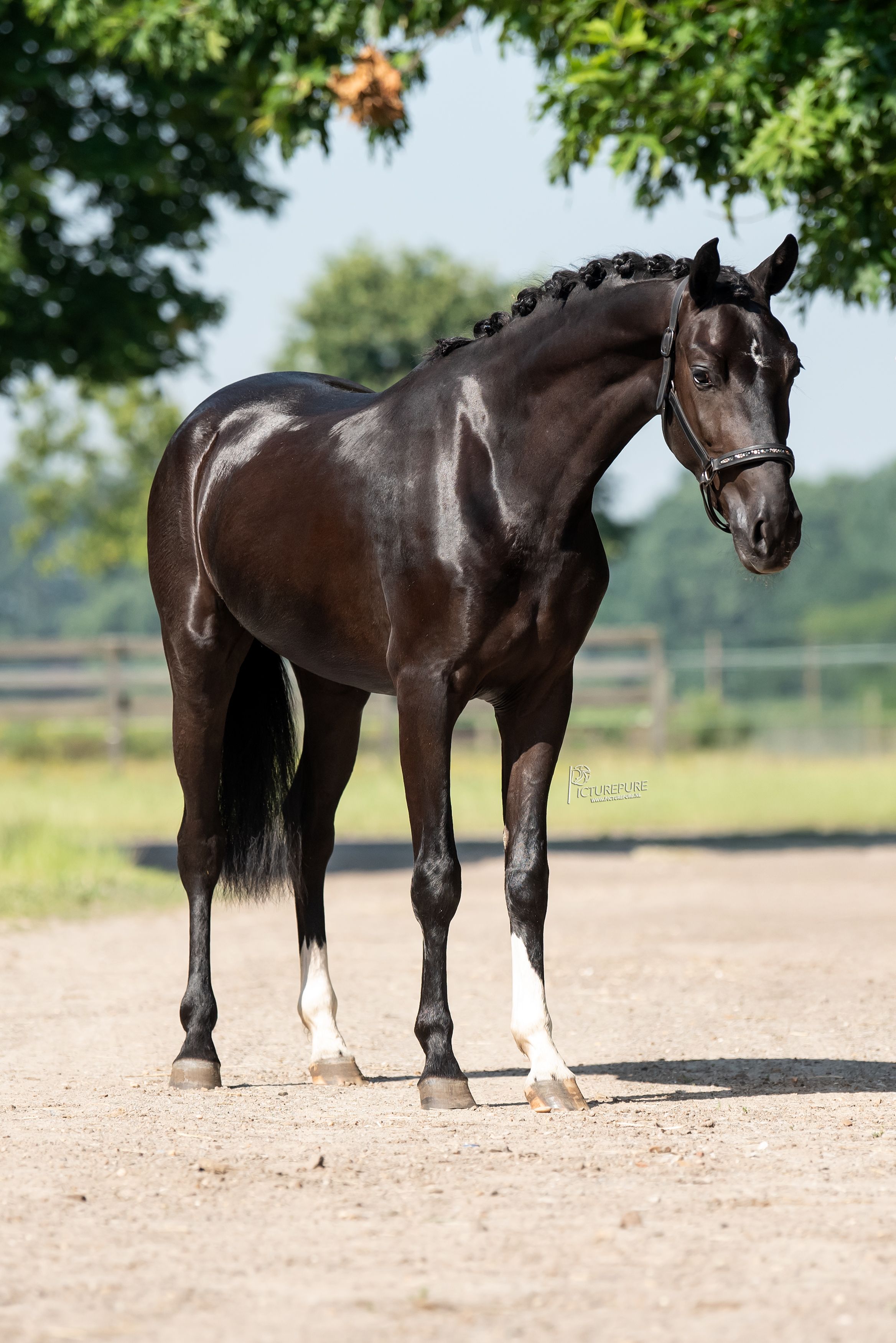Stunning, high-quality black pearl (Blue Hors Freelance x Olaf)