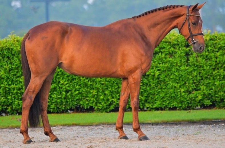 holstein springpaard merrie 5 jaar vos te koop - Foto 3