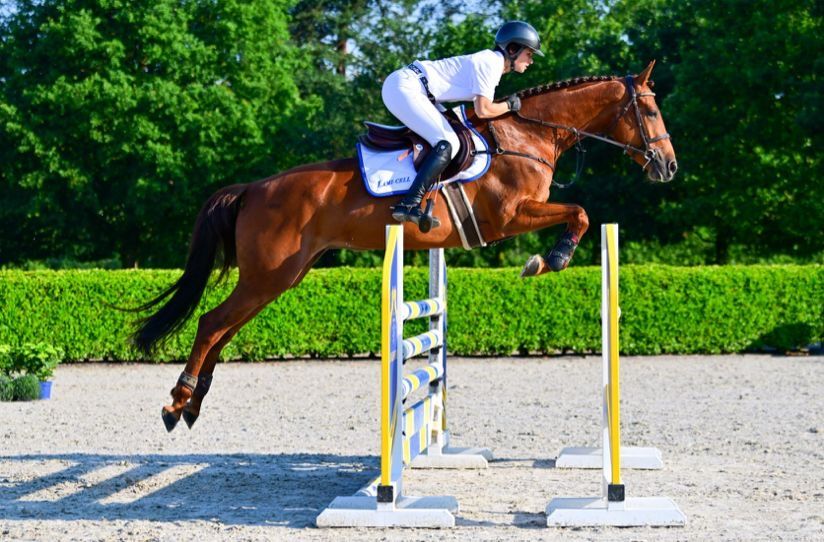 holstein springpaard merrie 5 jaar vos te koop - Foto 2