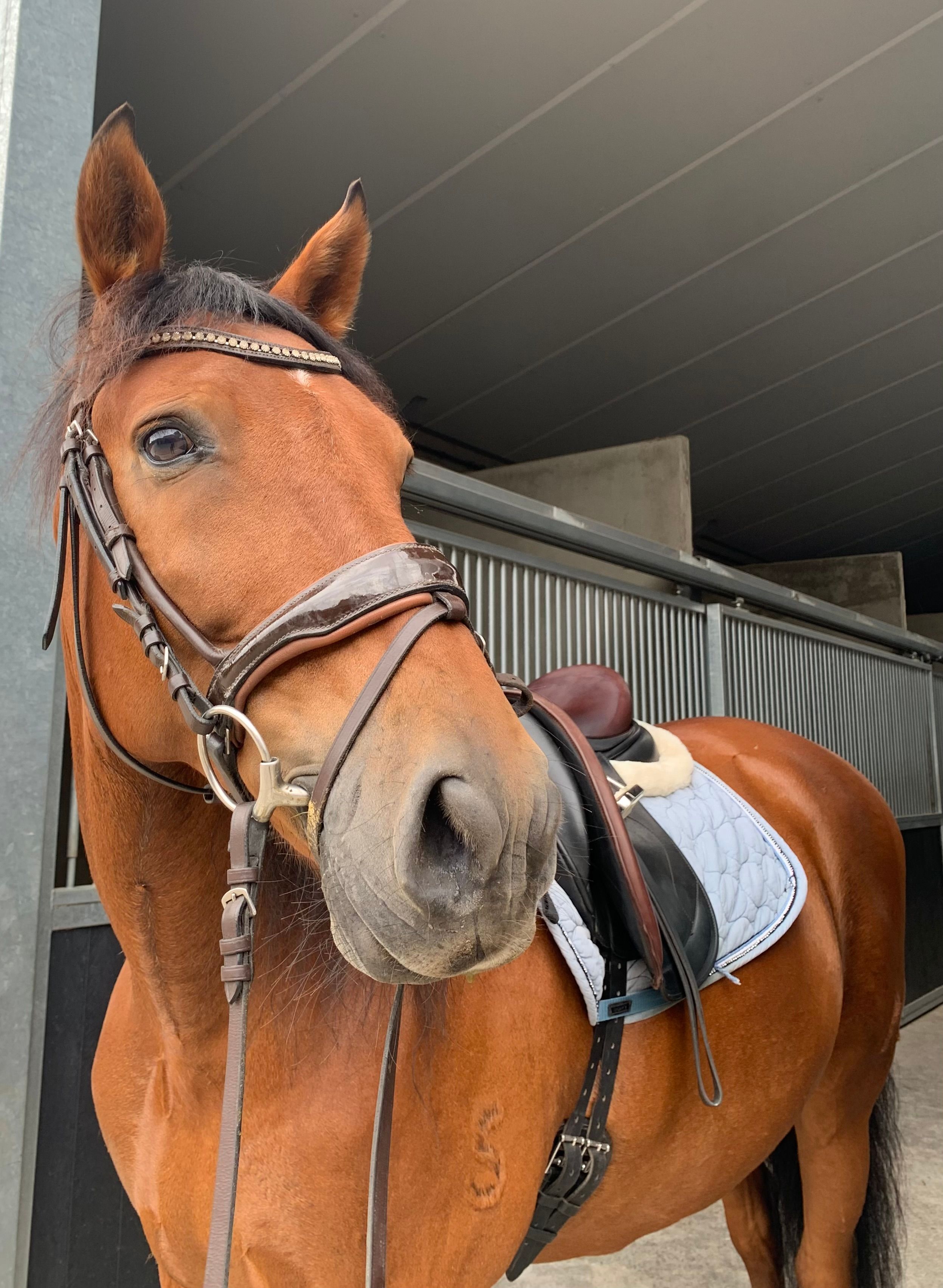 PRE dressage gelding