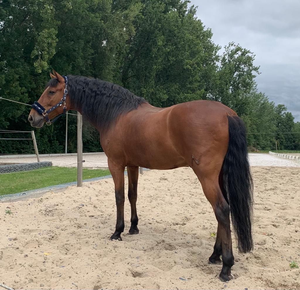 andalusie dressuurpaard ruin 13 år kastanje till salu - Foto 5