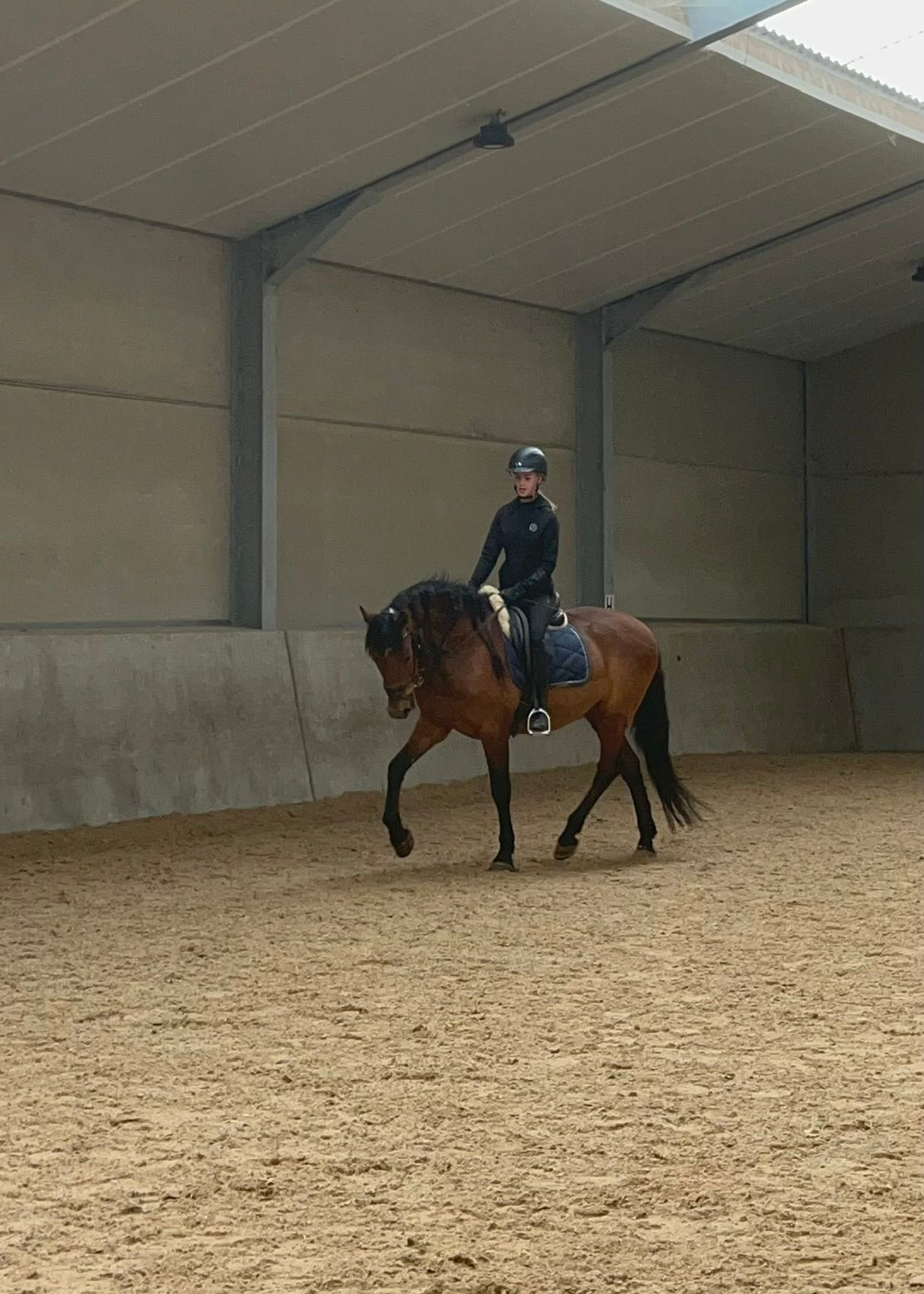 andalusie dressuurpaard ruin 13 år kastanje till salu - Foto 2