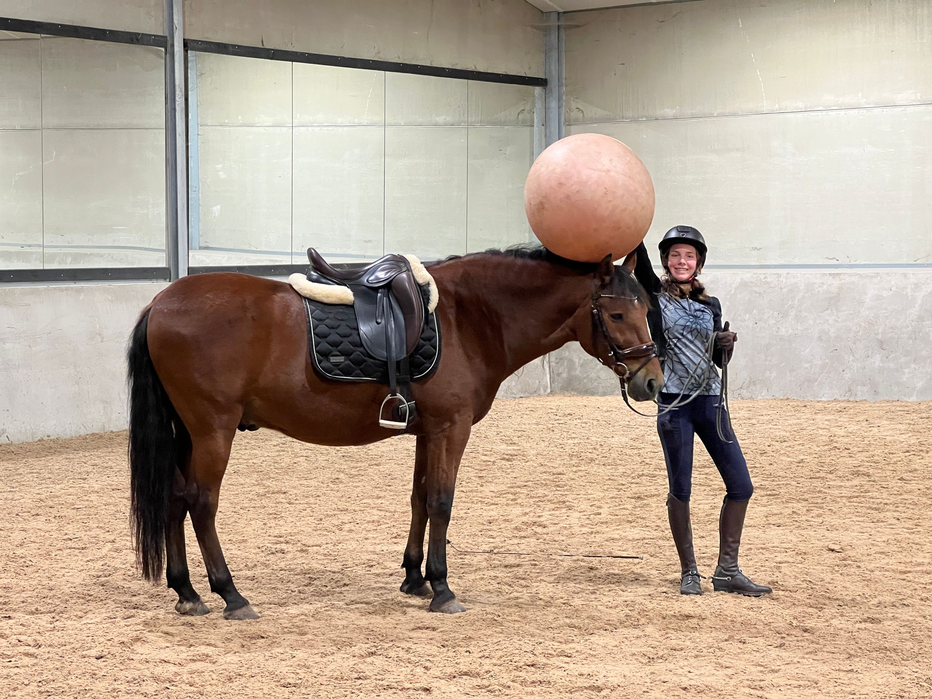 andalusie dressuurpaard ruin 13 år kastanje till salu - Foto 4