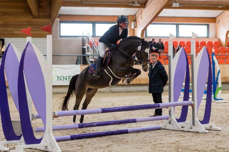 new-forest allround-pony merrie 6 years old bruin for sale - Photo 2