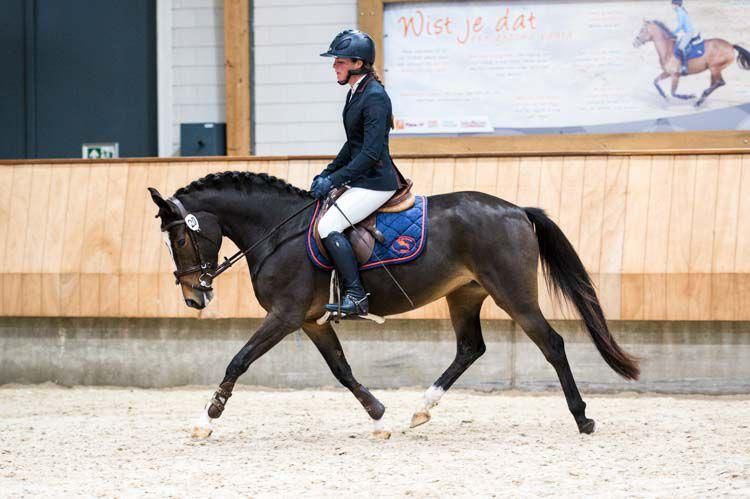new-forest allround-pony merrie 6 years old bruin for sale - Photo 4