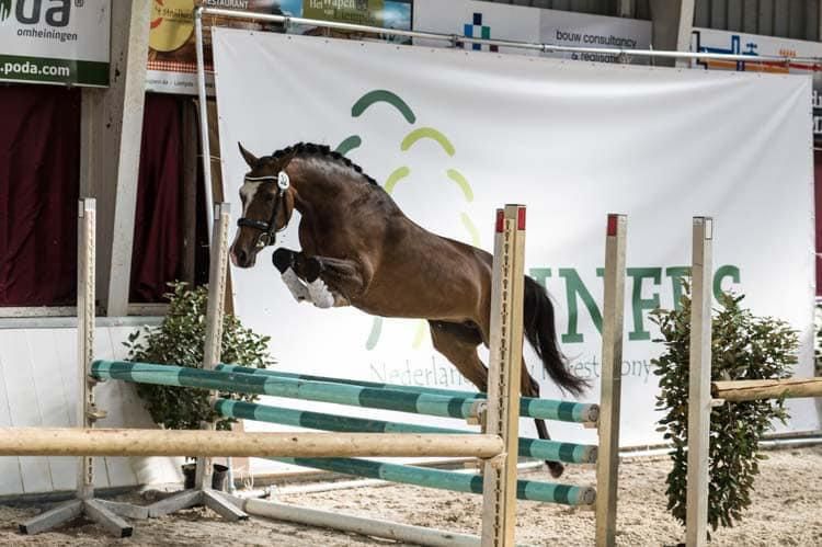 new-forest allround-pony merrie 6 years old bruin for sale - Photo 3