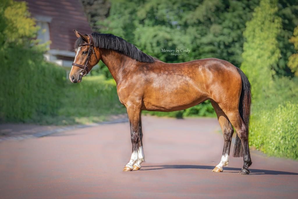 new-forest allround-pony merrie 6 years old bruin for sale - Photo 5