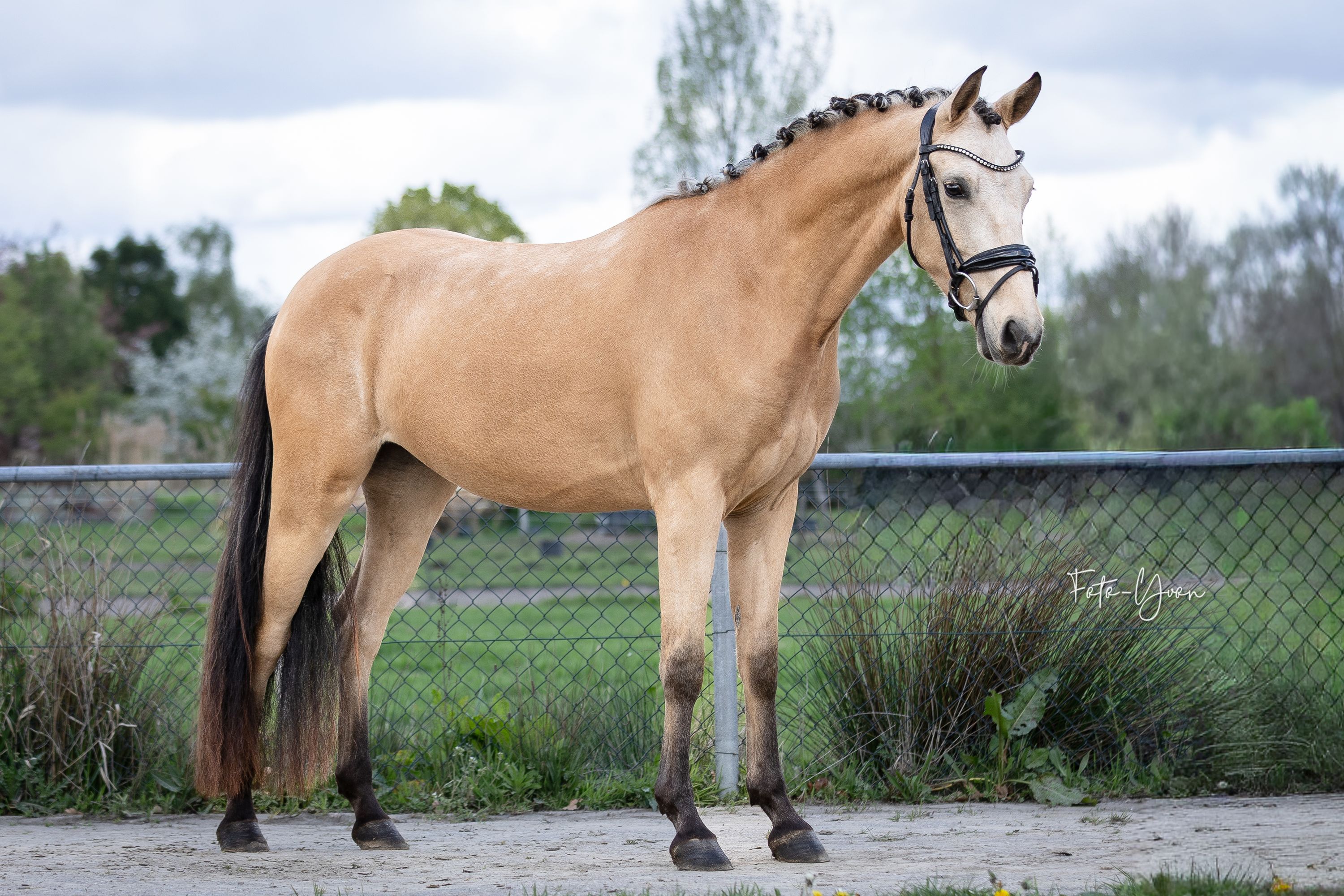 Knappe D pony