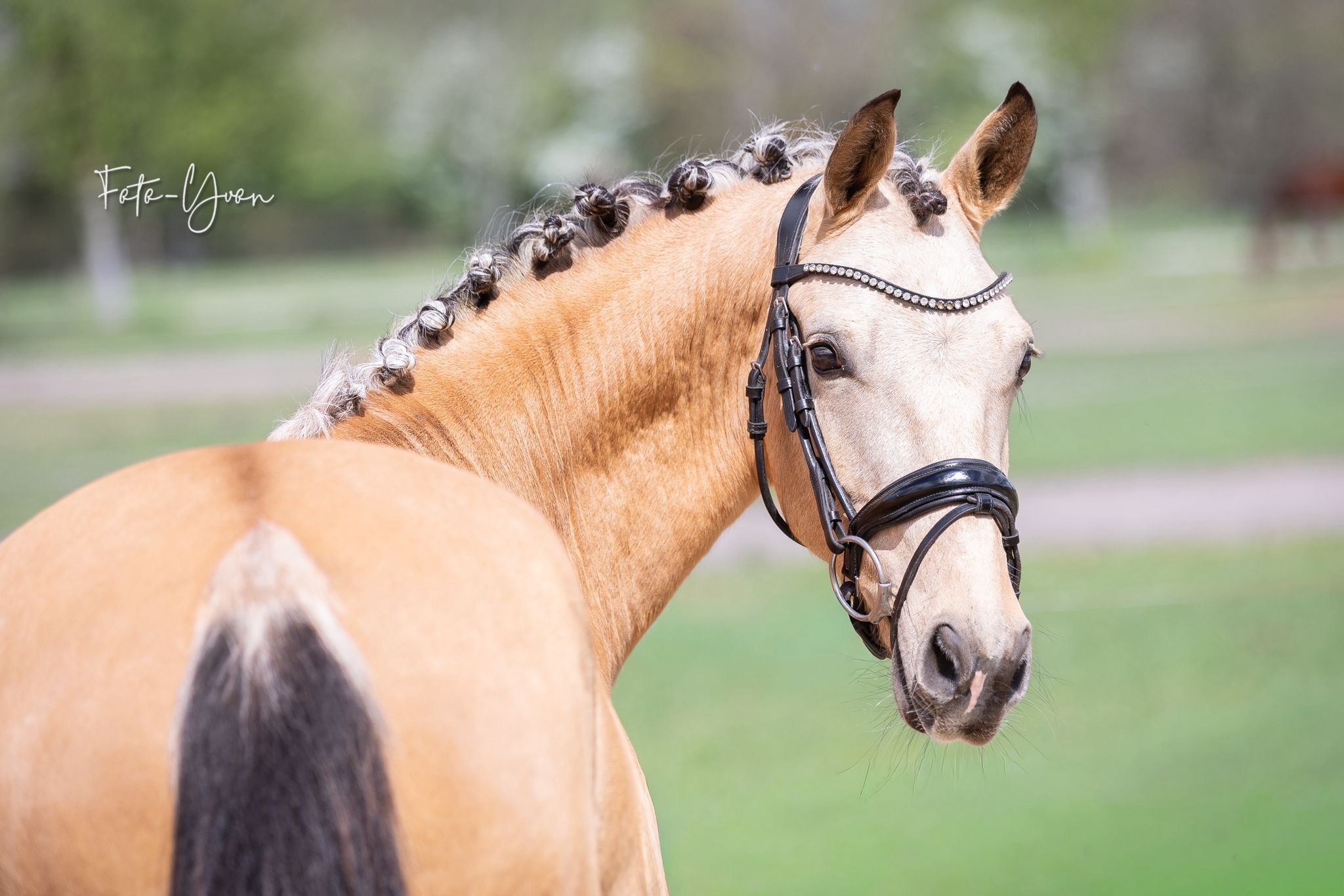 new-forest allround-pony hengst 5 jaar zwart te koop - Foto 3