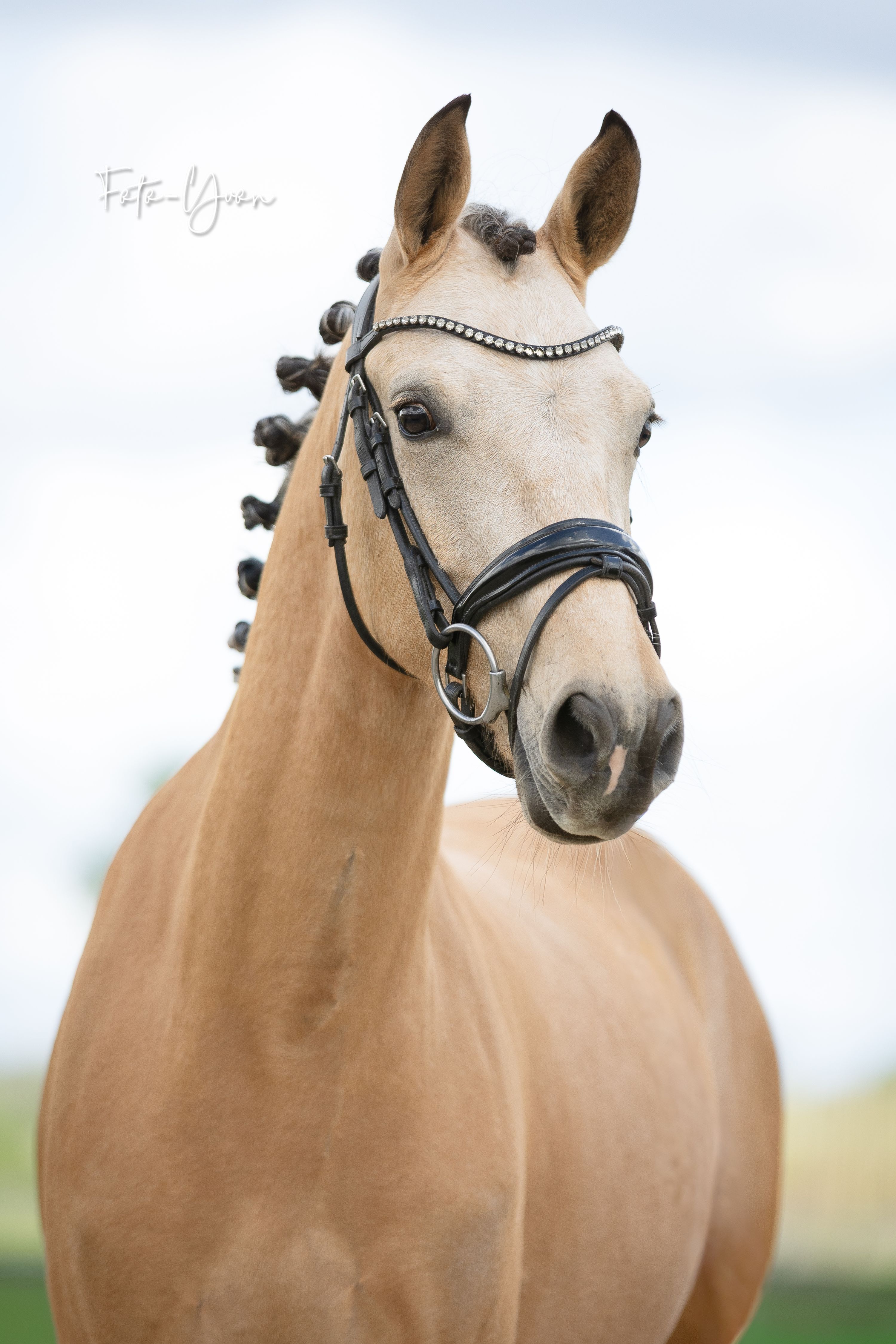 new-forest allround-pony hengst 5 jaar zwart te koop - Foto 2