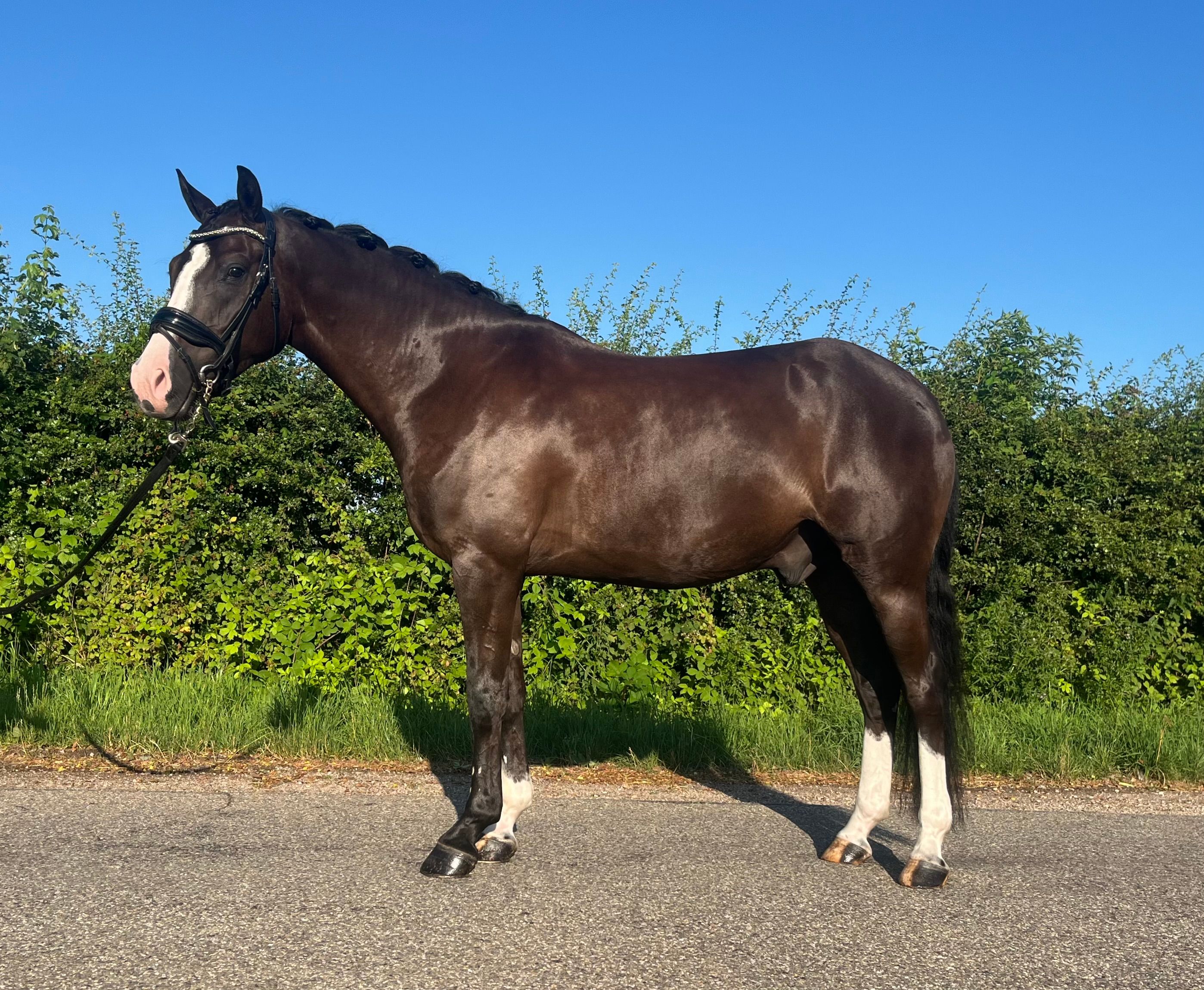 *with new video* Super handsome, talented, and well-behaved pony, M2 classified