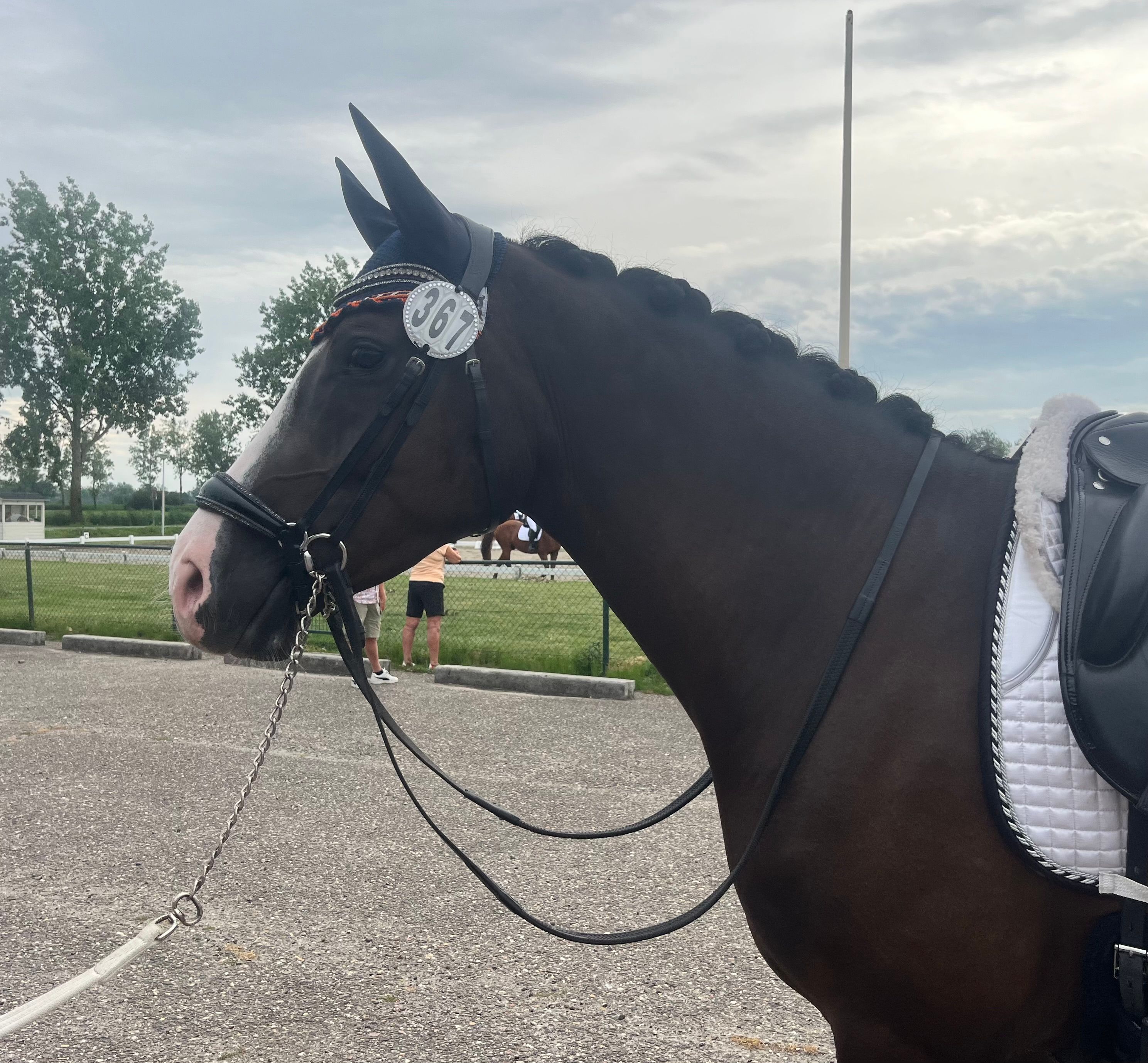 nrps dressuurpony ruin 6 years old zwart for sale - Photo 2