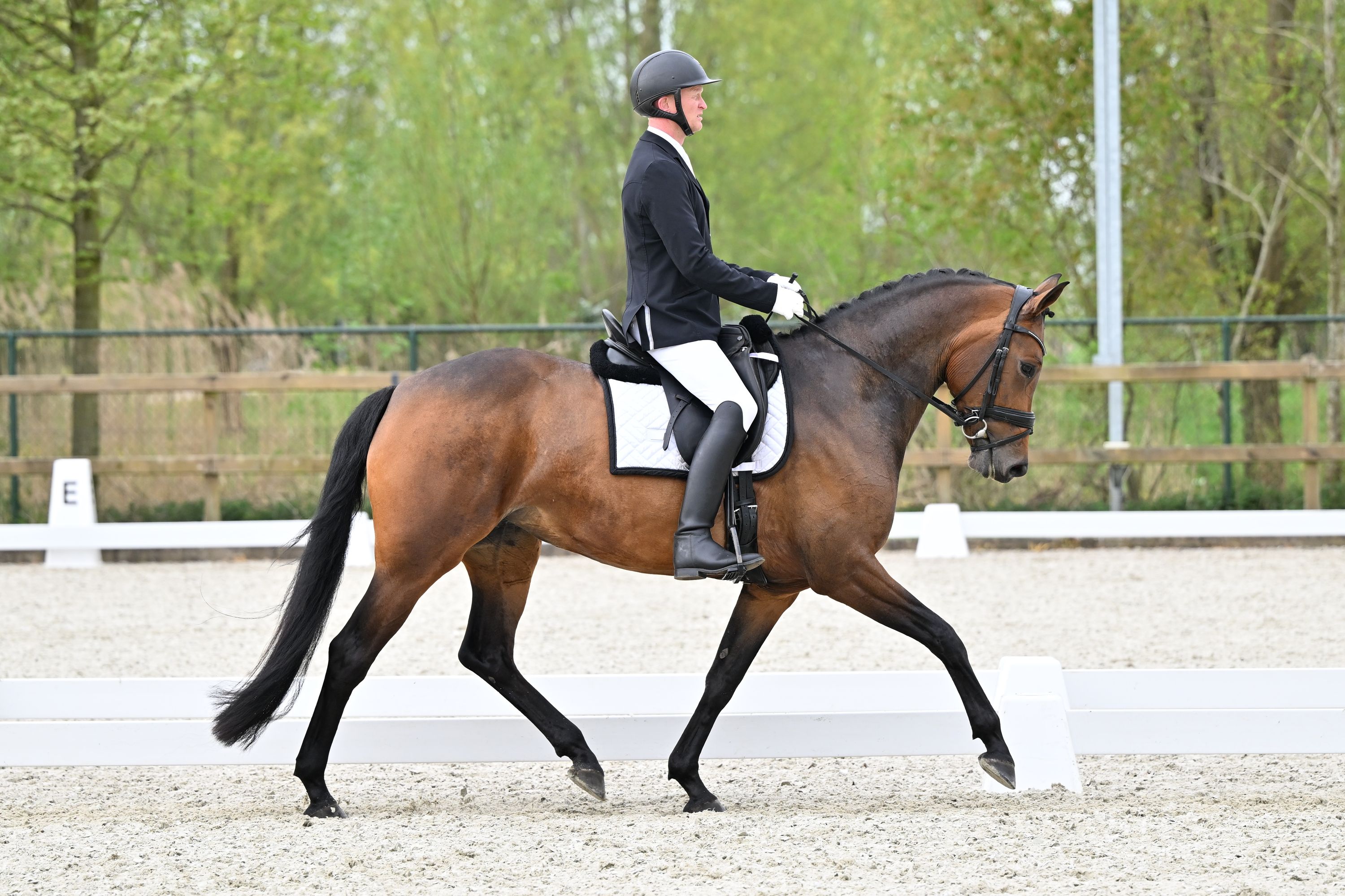 kwpn paard merrie 6 jaar zwart te koop - Foto 3