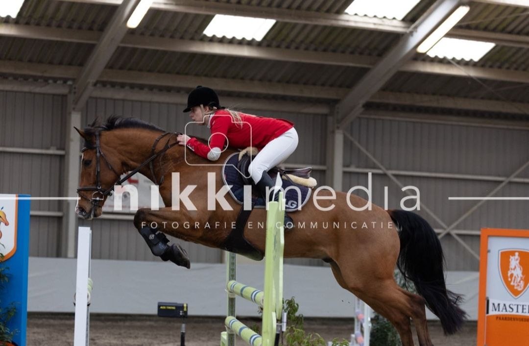 kwpn springpaard ruin 11 år bruin till salu - Foto 4
