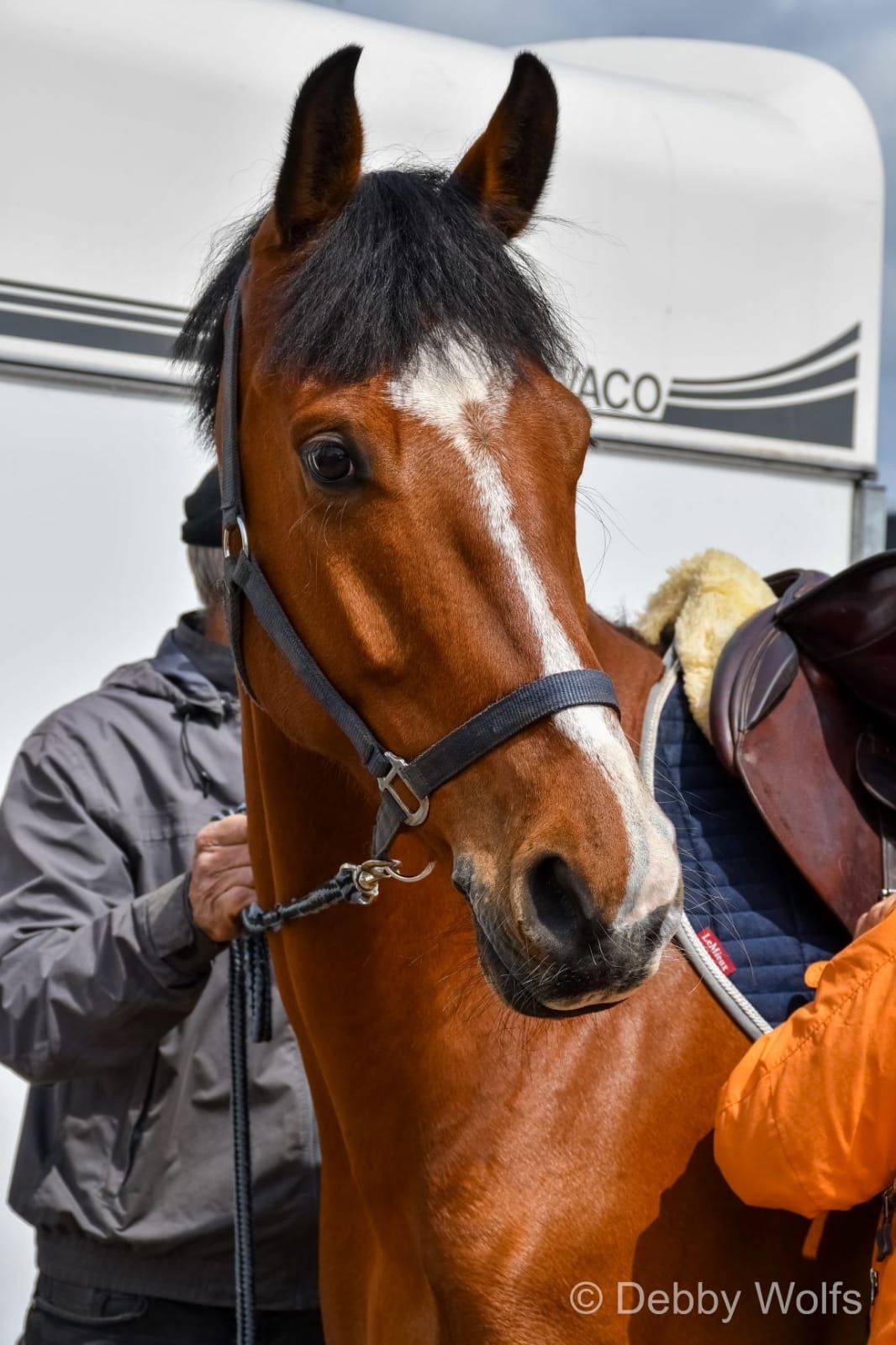 kwpn springpaard ruin 11 år bruin till salu - Foto 5