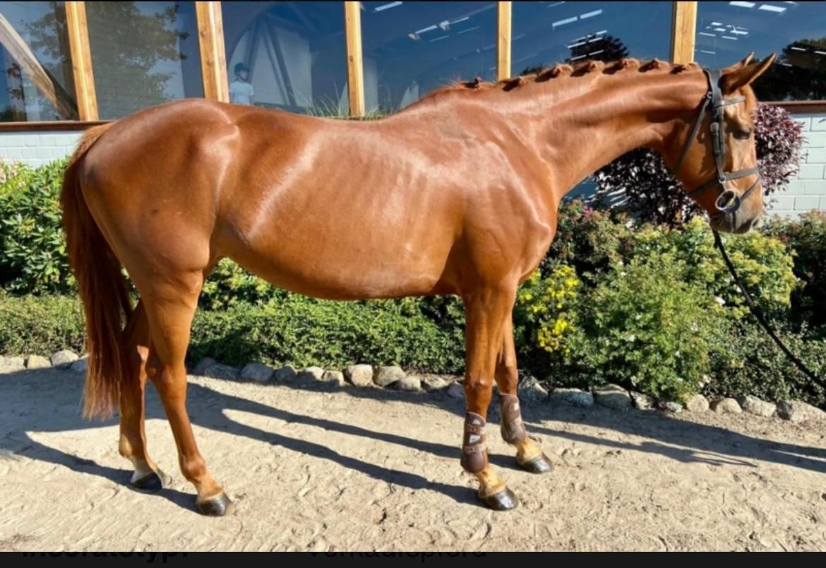 bwp springpaard merrie 8 years old vos for sale - Photo 2