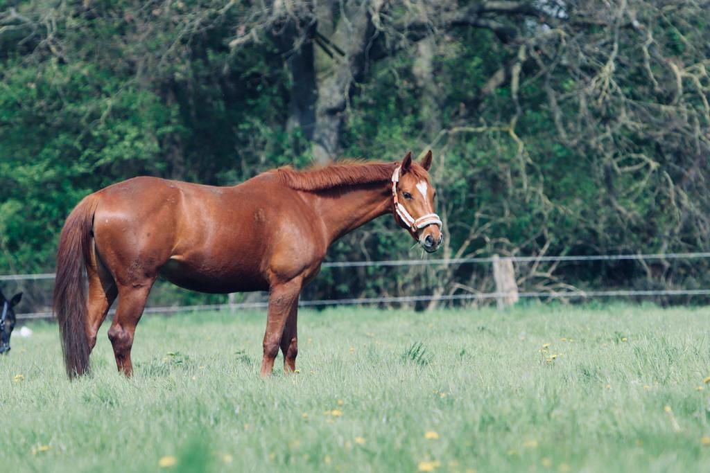 bwp springpaard merrie 8 years old vos for sale - Photo 3