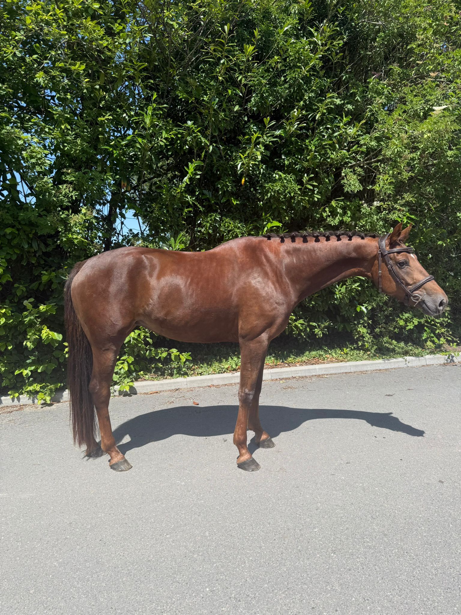 kwpn dressuurpaard merrie 5 år vos till salu - Foto 4