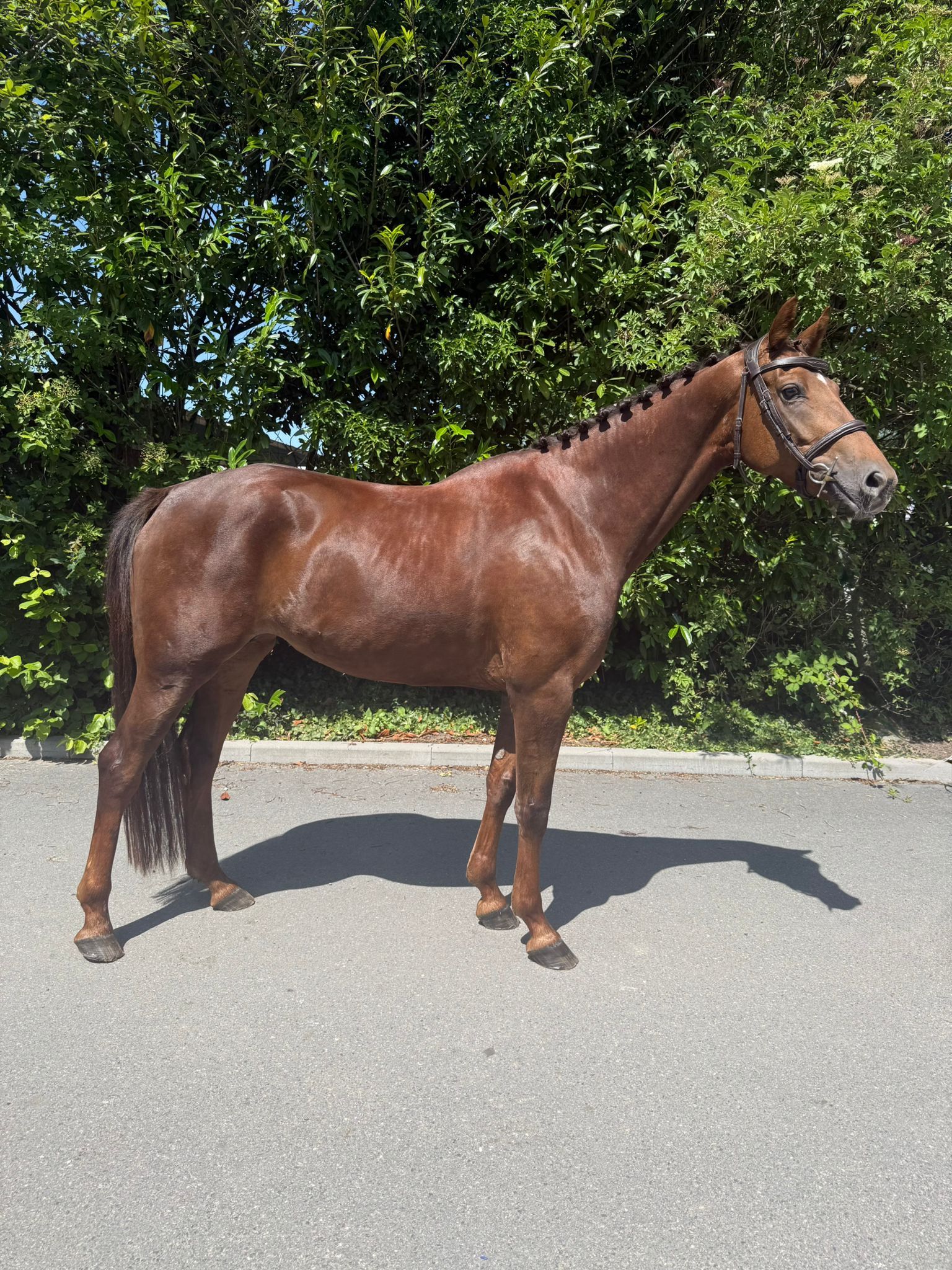 kwpn dressuurpaard merrie 5 år vos till salu - Foto 3