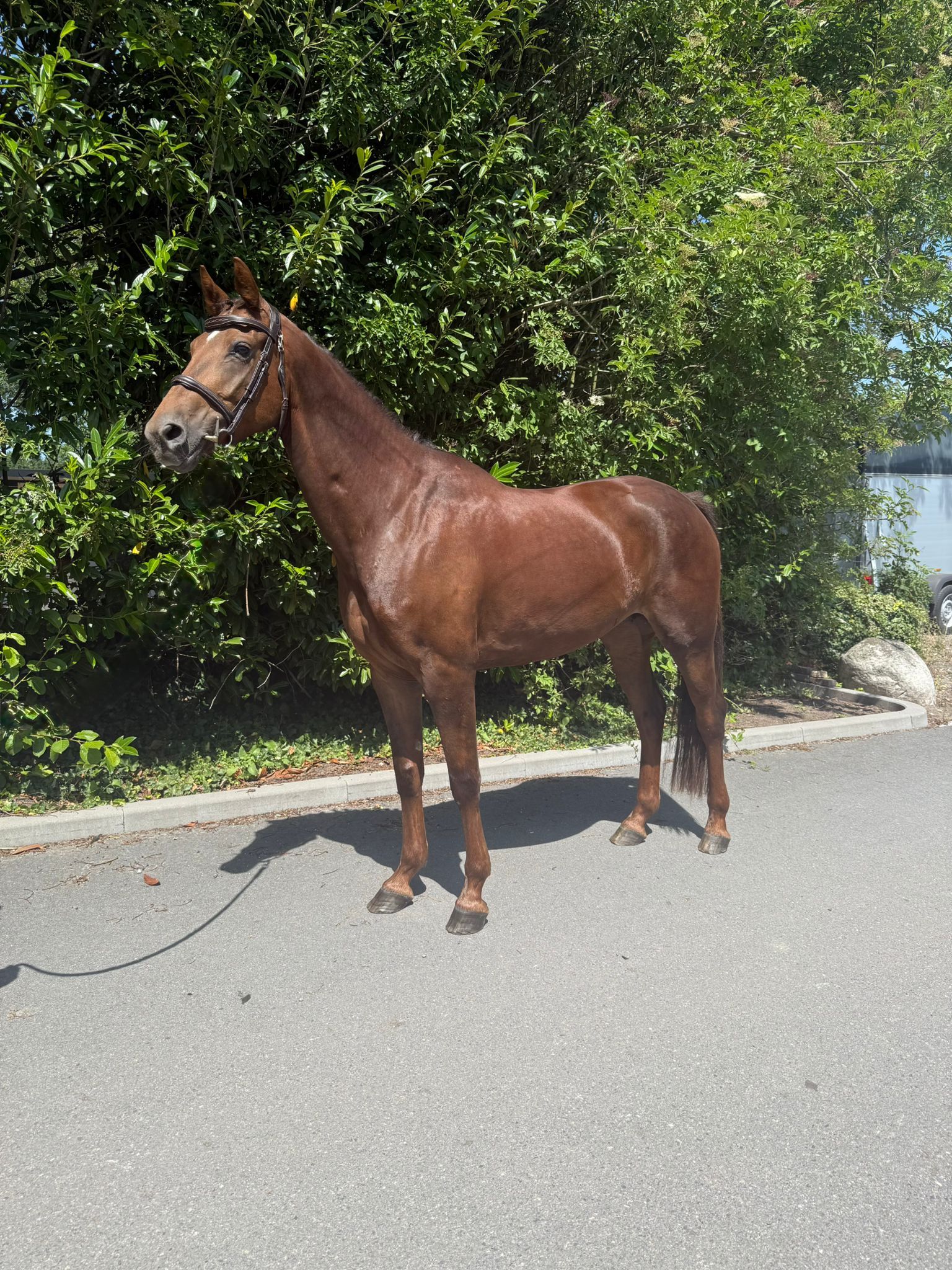 kwpn dressuurpaard merrie 5 år vos till salu - Foto 2