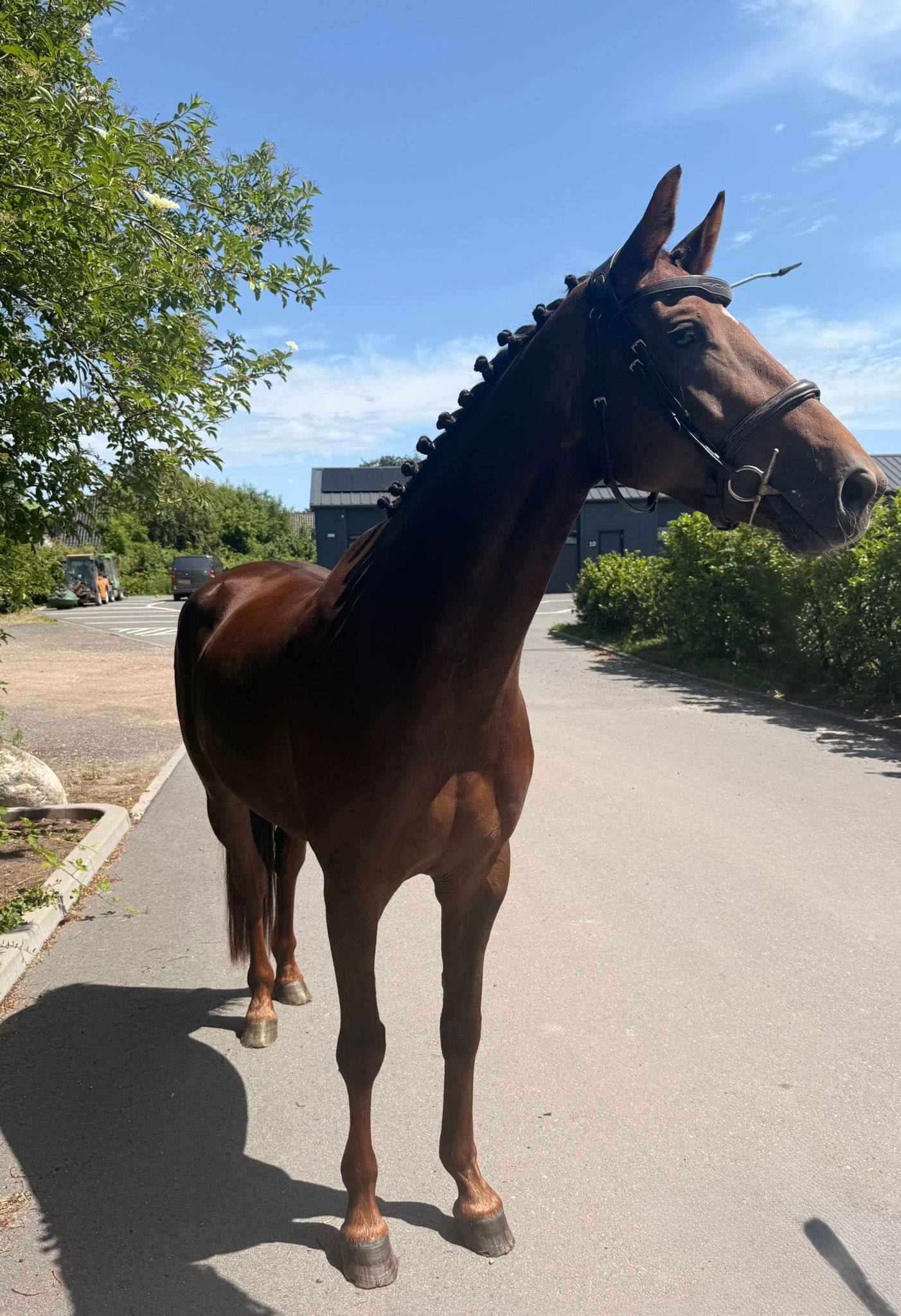 kwpn dressuurpaard merrie 5 år vos till salu - Foto 5