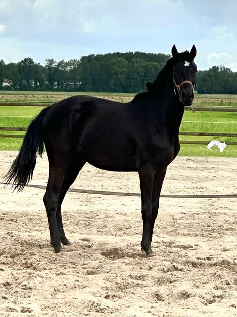 kwpn dressuurpaard merrie 2 years old zwart for sale - Main photo
