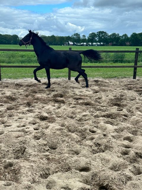 kwpn dressuurpaard merrie 2 years old zwart for sale - Photo 2