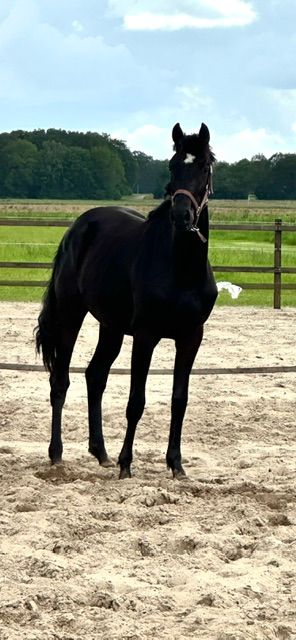 kwpn dressuurpaard merrie 2 years old zwart for sale - Photo 3
