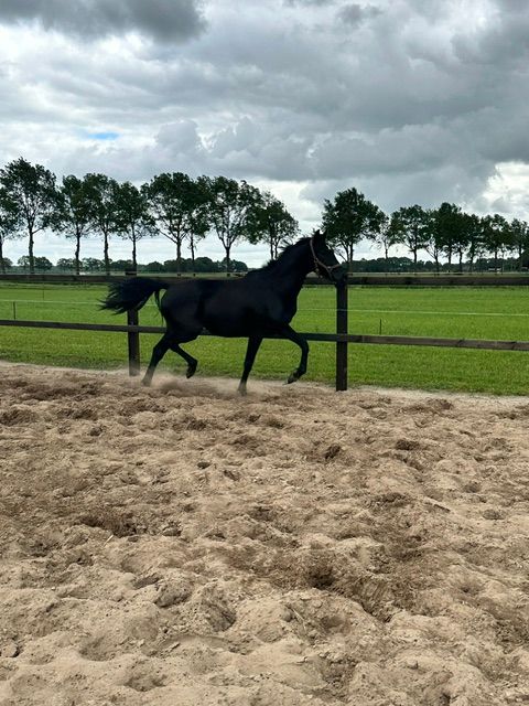 kwpn dressuurpaard merrie 2 years old zwart for sale - Photo 4