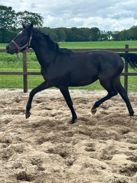 kwpn dressuurpaard merrie 2 years old zwart for sale - Photo 5