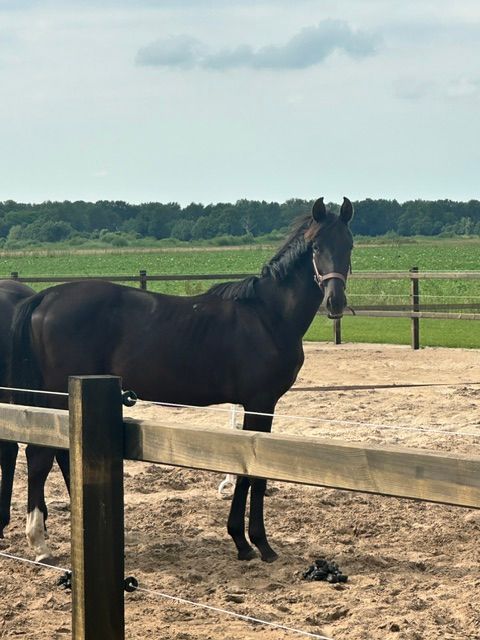 kwpn dressuurpaard merrie 1 years old zwart for sale - Main photo