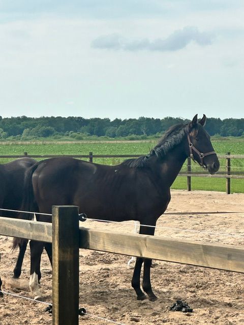 kwpn dressuurpaard merrie 1 years old zwart for sale - Photo 2