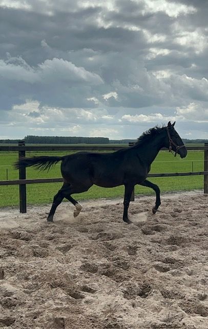 kwpn dressuurpaard merrie 1 years old zwart for sale - Photo 3