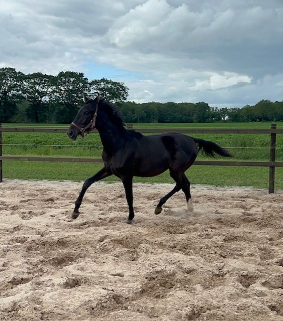 kwpn dressuurpaard merrie 1 years old zwart for sale - Photo 4
