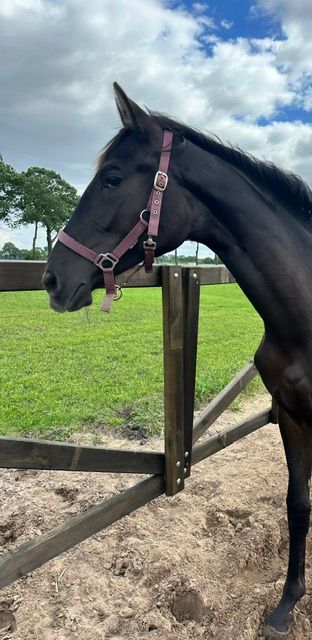 kwpn dressuurpaard merrie 1 years old zwart for sale - Photo 5